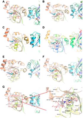 Penilloic acid is the chief culprit involved in non-IgE mediated, immediate penicillin-induced hypersensitivity reactions in mice